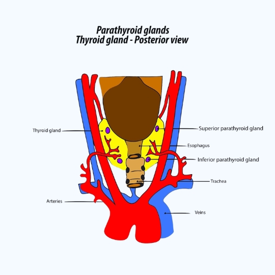 Cirugia paratiroides